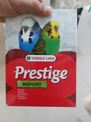 Picture of Prestige budgies