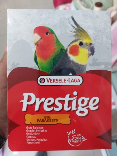 Picture of Prestige big parakeets